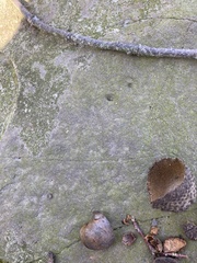 Trapelia placodioides