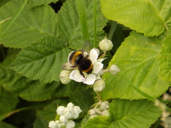 Bombus lucorum