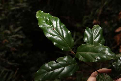 Image of Endiandra crassiflora by (c) Greg Tasney, some rights reserved (CC BY-SA)