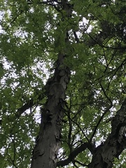 Carya carolinae-septentrionalis