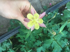 Aquilegia