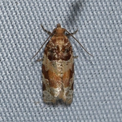 Argyrotaenia kimballi