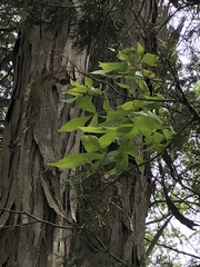 Carya carolinae-septentrionalis