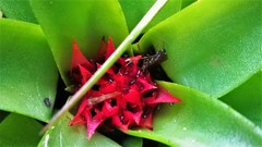 Aechmea recurvata