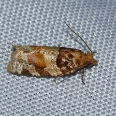 Argyrotaenia kimballi