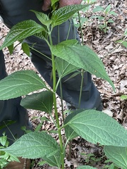 Salvia oxyphora