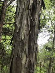 Carya carolinae-septentrionalis