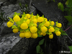Calceolaria collina