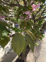 Prunus