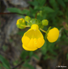 Calceolaria collina