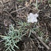 Geyer's Desert-Parsley - Photo (c) Lindsey Salmonson, some rights reserved (CC BY), uploaded by Lindsey Salmonson