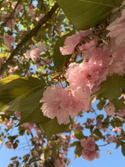 Prunus