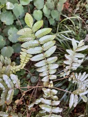 Pterophylla sylvicola
