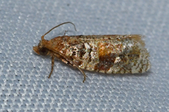 Argyrotaenia kimballi