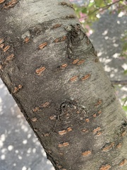 Prunus