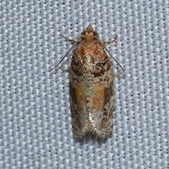 Argyrotaenia kimballi
