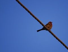 Haemorhous mexicanus