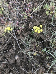 Lomatium farinosum