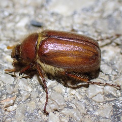 Holochelus