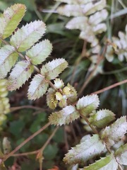 Pterophylla sylvicola