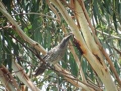 Anthochaera chrysoptera chrysoptera