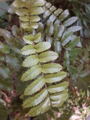 Pterophylla sylvicola