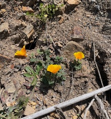 Eschscholzia californica maritima