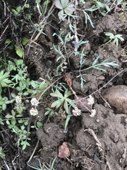 Lomatium piperi