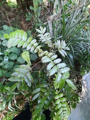 Pterophylla sylvicola