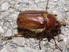 Holochelus