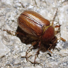 Holochelus