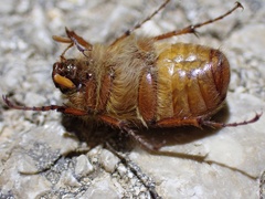 Holochelus
