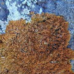 Xanthoria resendei