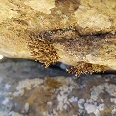 Roccella canariensis