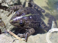 Pelophylax ridibundus