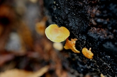 Gymnopilus austropicreus