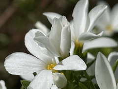 Leptosiphon floribundus