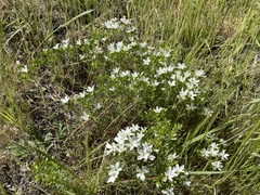 Leptosiphon floribundus