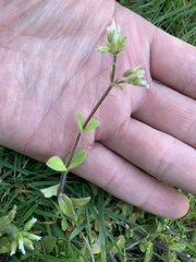 Magnoliopsida