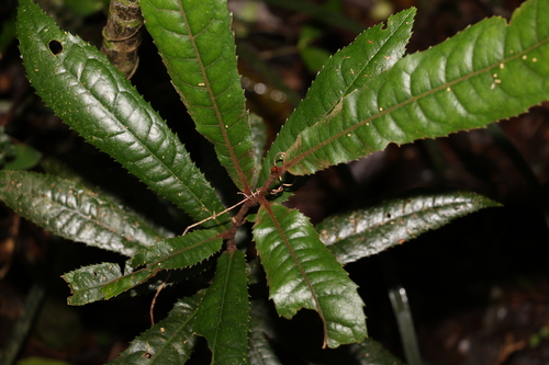 Helicia ferruginea F.Muell.