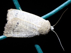 Exophyla rectangularis