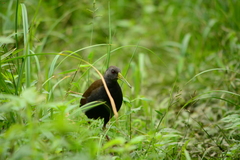 Pardirallus nigricans