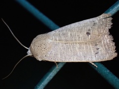 Exophyla rectangularis