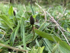 Plantago lanceolata