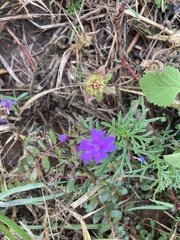 Glandularia aristigera