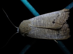 Exophyla rectangularis