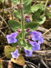 Scutellaria parvula
