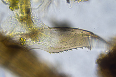 Picripleuroxus denticulatus