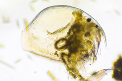 Picripleuroxus denticulatus