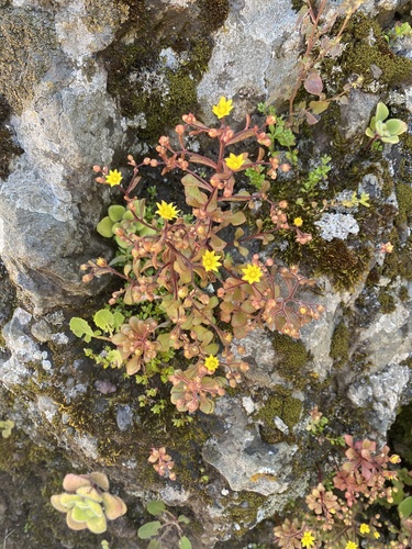 Aichryson parlatorei (Aichryson parlatorei)